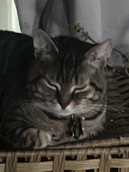 Reunited Male Cat last seen Buffalo road. Mountain road. Bethel road. Pumpkin hollow rd. Foust hollow rd, Clinton, TN 37716