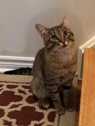 Found/Stray Unknown Cat last seen L'Amoreaux North Park (Birchmount Rd and McNicoll Ave), Toronto, ON M1V 2M5