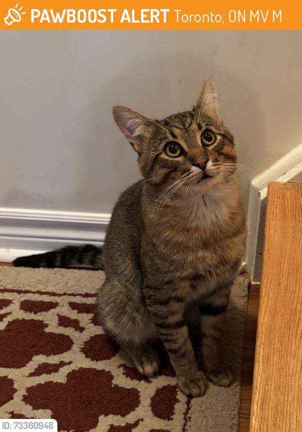 Found/Stray Unknown Cat last seen L'Amoreaux North Park (Birchmount Rd and McNicoll Ave), Toronto, ON M1V 2M5