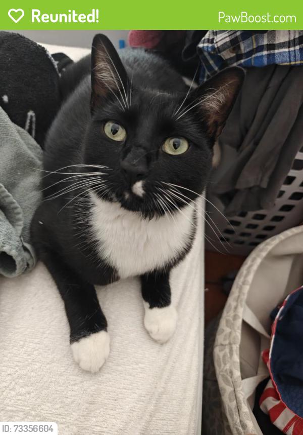 Reunited Female Cat last seen Near white oak pl, Escondido, CA 92027