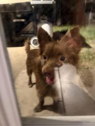 Found/Stray Male Dog last seen Near Best Gymnastics, Lewisville, TX 75077