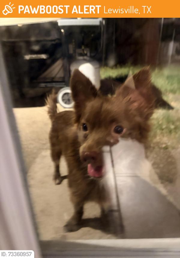 Found/Stray Male Dog last seen Near Best Gymnastics, Lewisville, TX 75077
