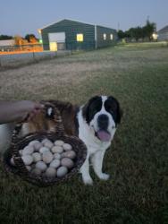 Reunited Female Dog last seen Gibtown rd/ poolville, Poolville, TX 76487