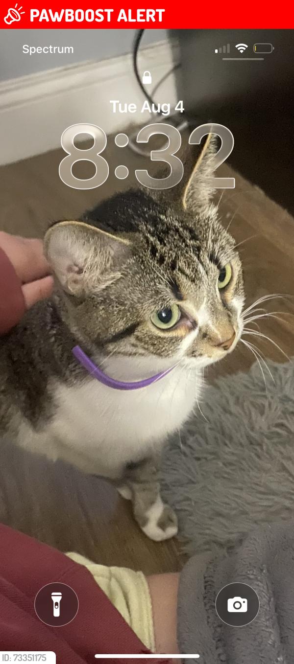 Lost Female Cat last seen Mill, Henderson County, KY 42406