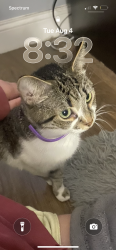 Lost Female Cat last seen Mill, Henderson County, KY 42406