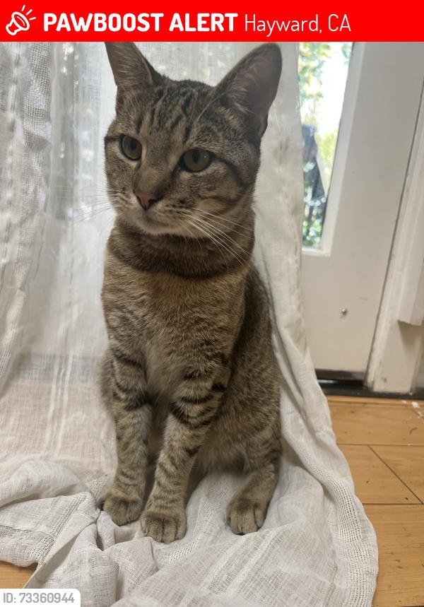 Lost Male Cat last seen Downtown Hayward, Main Street and Mission, Hayward, CA 94541
