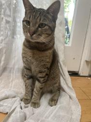 Lost Male Cat last seen Downtown Hayward, Main Street and Mission, Hayward, CA 94541