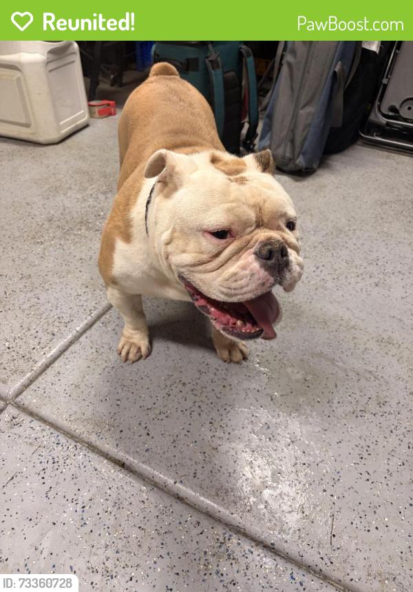 Reunited Male Dog last seen Palma Bonita Lane and Albillo Loop, Perris, CA 92571
