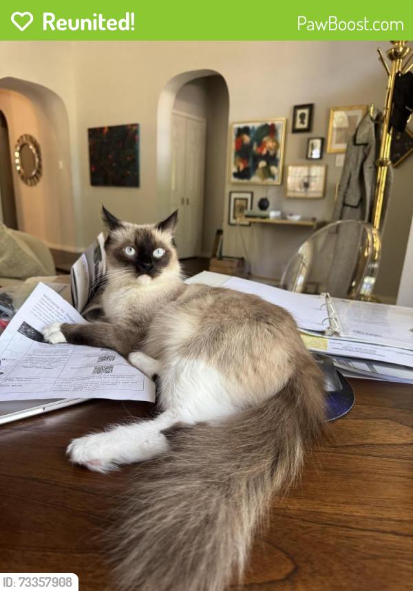 Reunited Female Cat last seen Canyonlands Dr and Golden Gate Dr, Plano, TX 75025