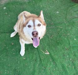 Reunited Male Dog last seen Farndon pl and walnut, Chino, CA 91710