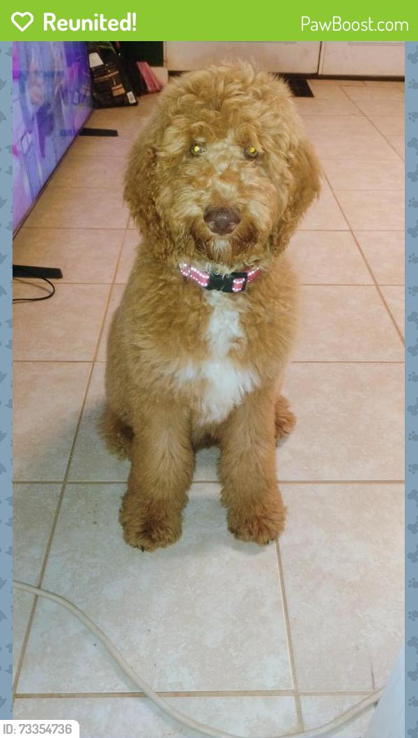Reunited Male Dog last seen Shannonbrook Drive, Newton, NC 28658