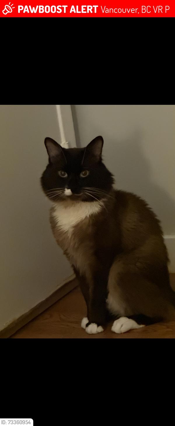 Lost Male Cat last seen Wellington Ave, McHardy St and Tanner St., Vancouver, BC V5R 5P2