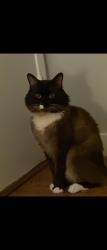 Lost Male Cat last seen Wellington Ave, McHardy St and Tanner St., Vancouver, BC V5R 5P2