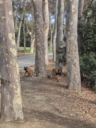 Found/Stray Unknown Dog last seen Kenneth Hahn park entrance, Los Angeles, CA 90056