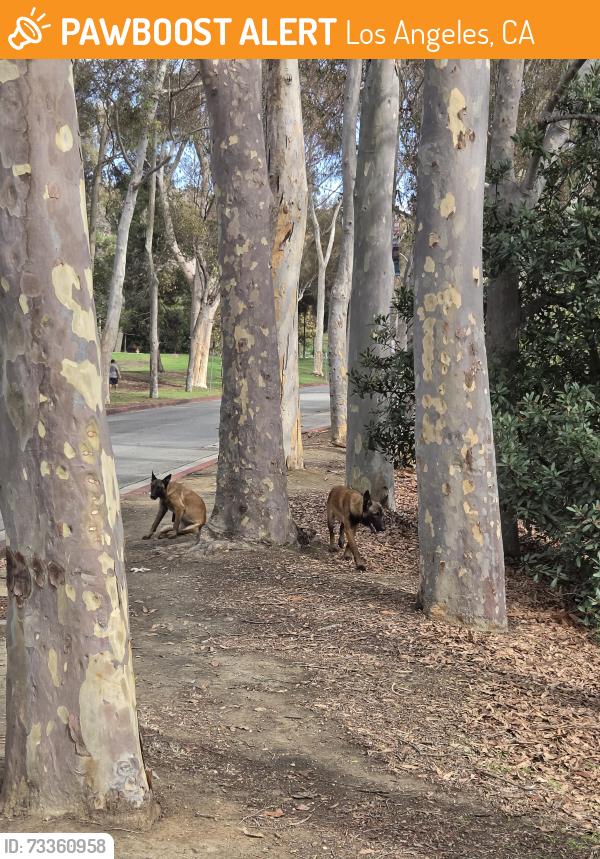 Found/Stray Unknown Dog last seen Kenneth Hahn park entrance, Los Angeles, CA 90056