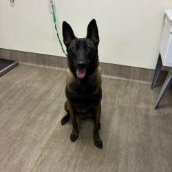 Shelter Stray Male Dog last seen , 361 S Raymond Ave, Pasadena, CA 91105, USA