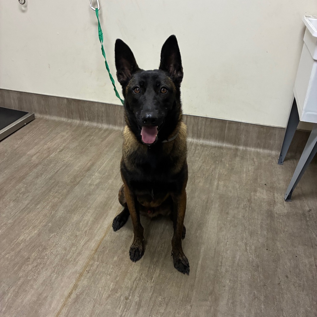 Shelter Stray Male Dog last seen , 361 S Raymond Ave, Pasadena, CA 91105, USA