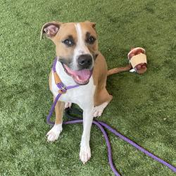 Shelter Stray Male Dog last seen , 361 S Raymond Ave, Pasadena, CA 91105, USA