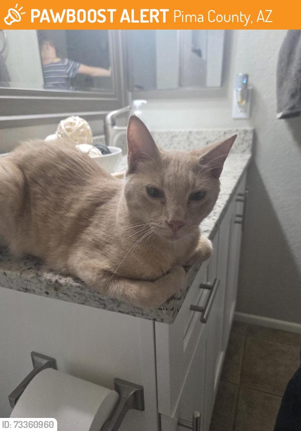 Found/Stray Male Cat last seen Linda Vista and Albatross Dr., Pima County, AZ 85742