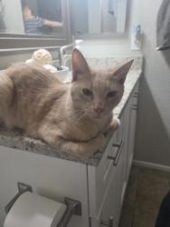 Found/Stray Male Cat last seen Linda Vista and Albatross Dr., Pima County, AZ 85742