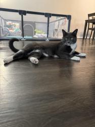 Lost Female Cat last seen Westower dr, Richmond VA, Richmond, VA 23225