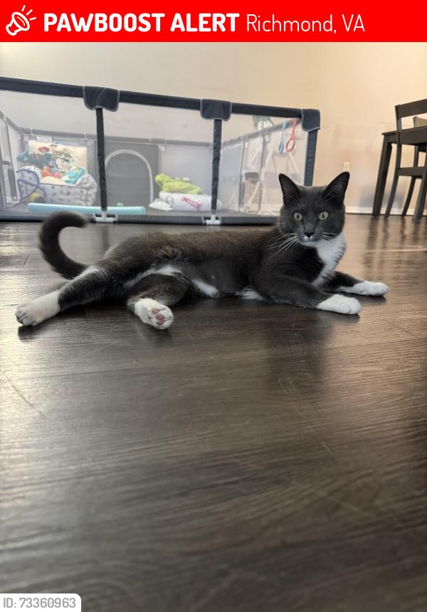 Lost Female Cat last seen Westower dr, Richmond VA, Richmond, VA 23225