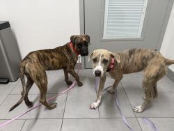 Found/Stray Female Dog last seen Canes on 59th ave and Thunderbird, Glendale, AZ 85306
