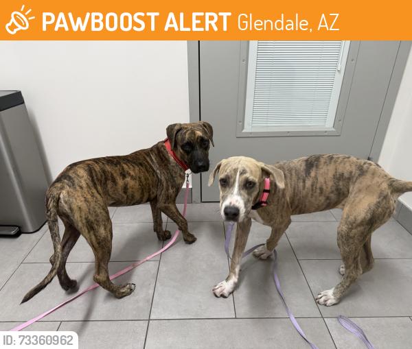 Found/Stray Female Dog last seen Canes on 59th ave and Thunderbird, Glendale, AZ 85306