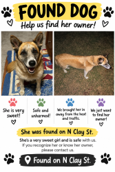 Reunited Female Dog last seen N clay st And Baldridge, Ennis, TX 75119