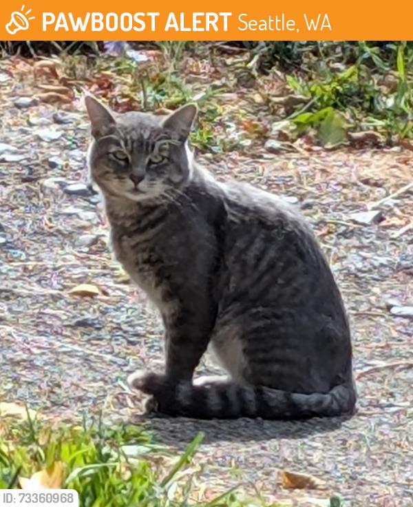 Found/Stray Unknown Cat last seen Near Solstice Park, Seattle, WA 98136