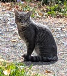 Found/Stray Unknown Cat last seen Near Solstice Park, Seattle, WA 98136