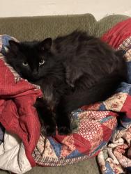 Lost Male Cat last seen Behind the Crunch fitness on W Market near the sheetz, Greensboro, NC 27407