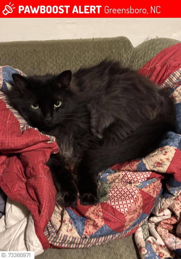 Lost Male Cat last seen Behind the Crunch fitness on W Market near the sheetz, Greensboro, NC 27407