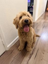 Reunited Female Dog last seen Valley Hi/ Center Parkway, Sacramento, CA 95823