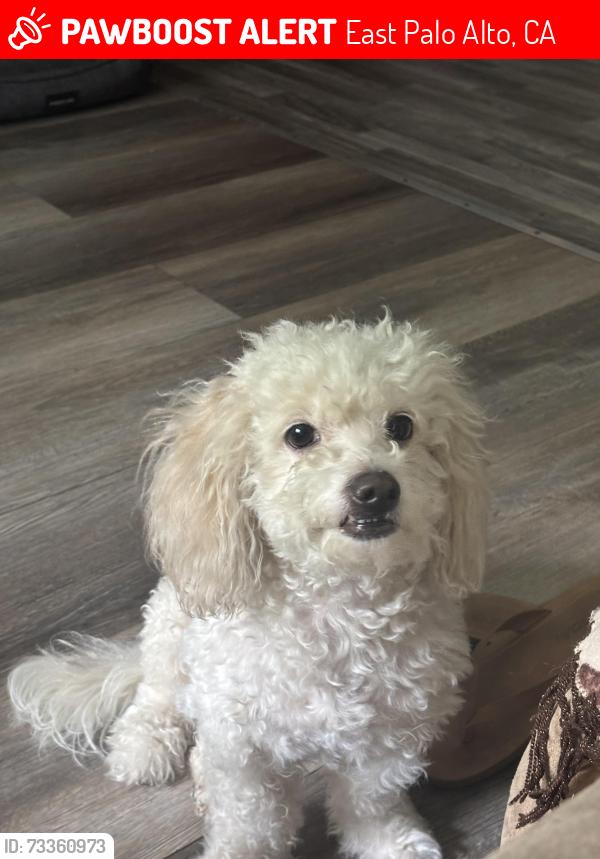 Lost Female Dog last seen Manhattan ave East Palo Alto, East Palo Alto, CA 94303