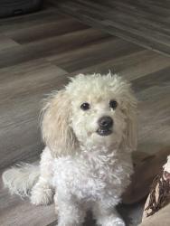 Lost Female Dog last seen Manhattan ave East Palo Alto, East Palo Alto, CA 94303