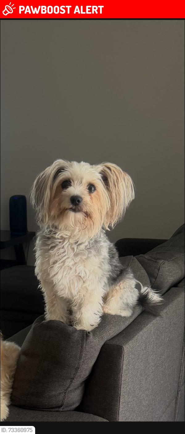 Lost Female Dog last seen On dolores, Huntington Beach, CA 92649