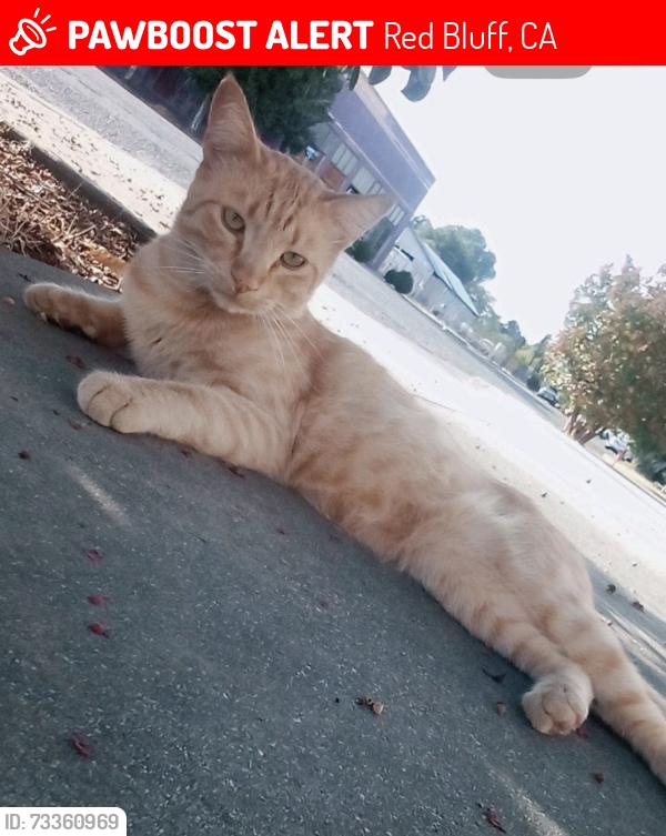 Lost Male Cat last seen Madison st, Red Bluff, CA 96080