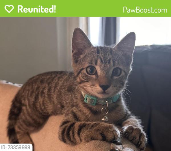 Reunited Female Cat last seen Mayflower, Monrovia, C.A, Monrovia, CA 91016