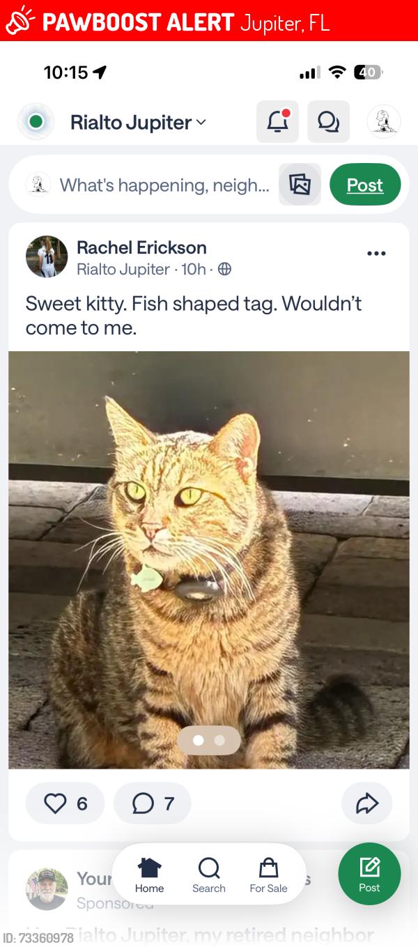 Lost Male Cat last seen Porgee Rock Pl Rialto community, Jupiter, FL 33458