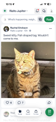Lost Male Cat last seen Porgee Rock Pl Rialto community, Jupiter, FL 33458
