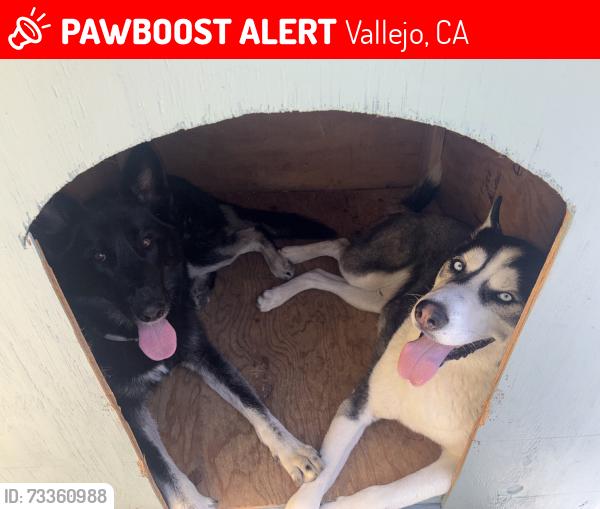 Lost Female Dog last seen Sacramento city park, Vallejo, CA 94590