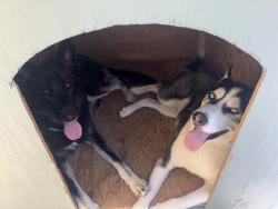 Lost Female Dog last seen Sacramento city park, Vallejo, CA 94590
