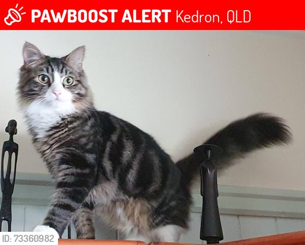 Lost Male Cat last seen Eddowes Street kedron, Kedron, QLD 4031