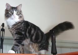 Lost Male Cat last seen Eddowes Street kedron, Kedron, QLD 4031