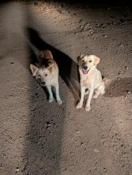 Found/Stray Unknown Dog last seen Sharon rd, Vail, AZ 85641