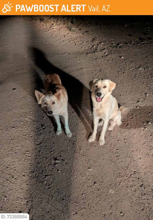 Found/Stray Unknown Dog last seen Sharon rd, Vail, AZ 85641