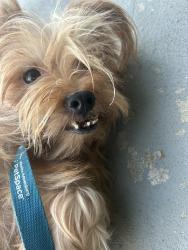 Found/Stray Female Dog last seen Don Felipe and Don Carlos, Los Angeles, CA 90008