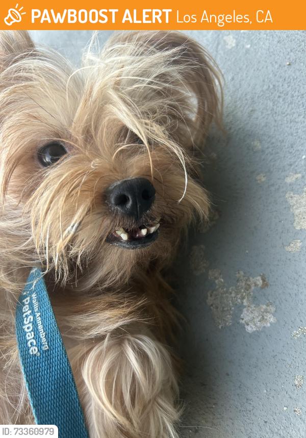 Found/Stray Female Dog last seen Don Felipe and Don Carlos, Los Angeles, CA 90008