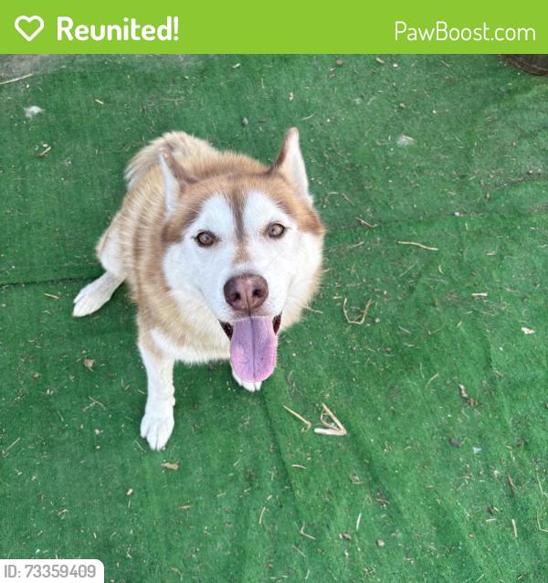 Reunited Male Dog last seen Farndon pl and walnut, Chino, CA 91710